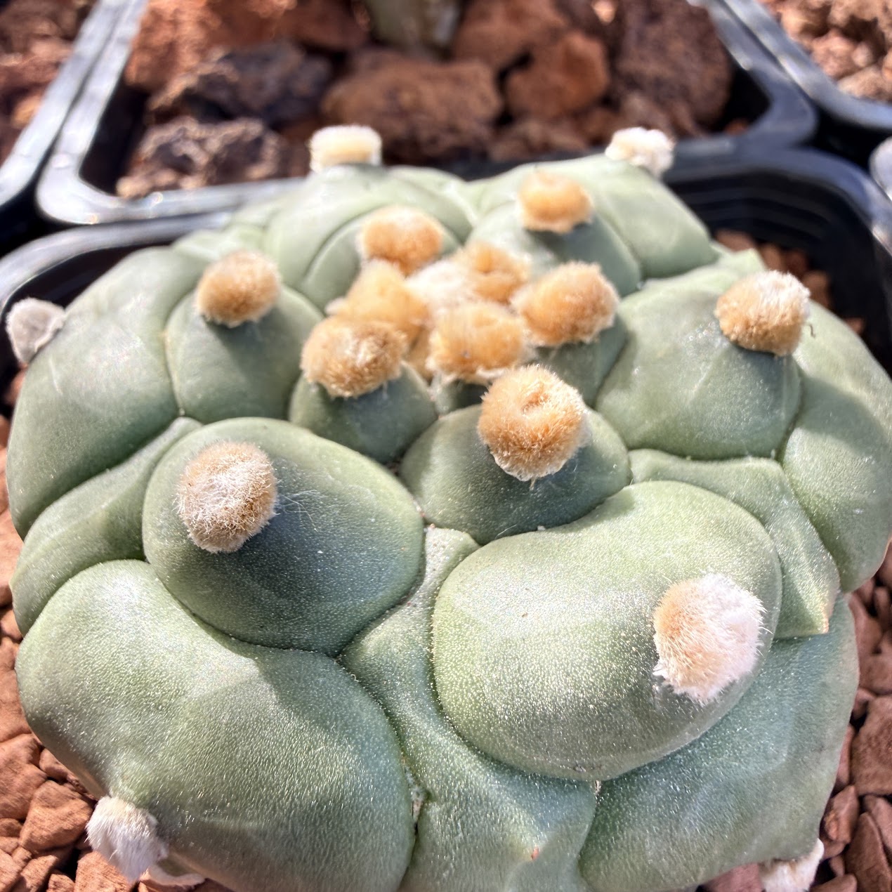 Astrophytum asterias thumbnail 2