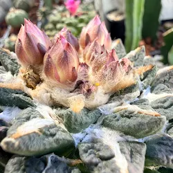 Ariocarpus retusus thumbnail 4