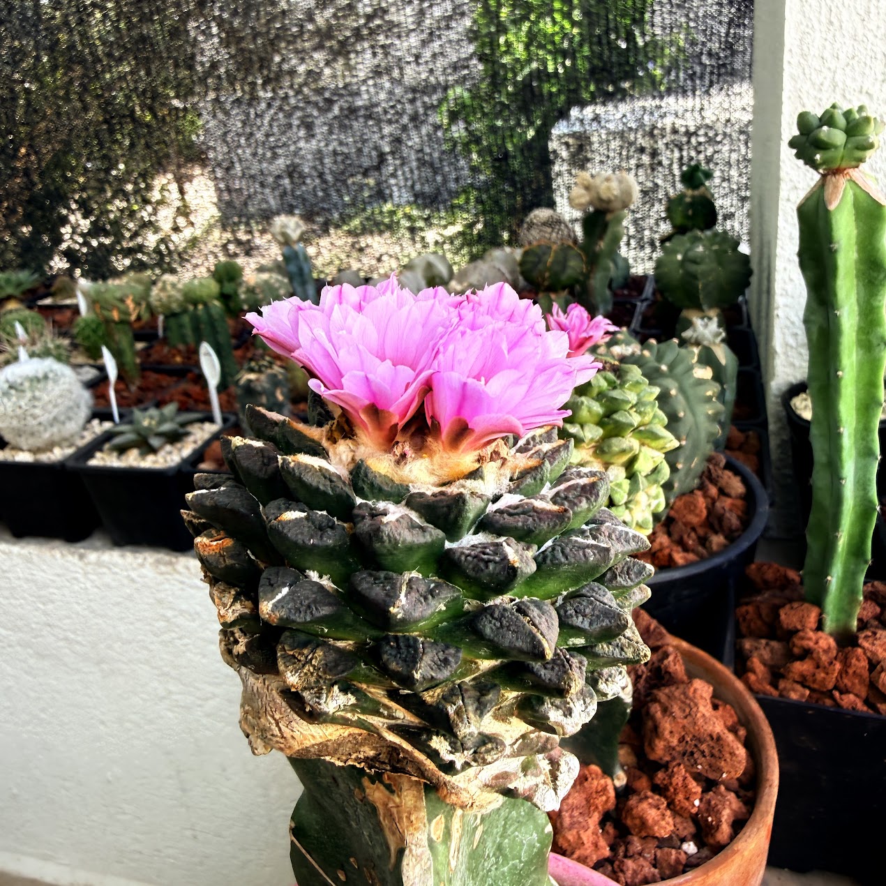Ariocarpus retusus thumbnail 3