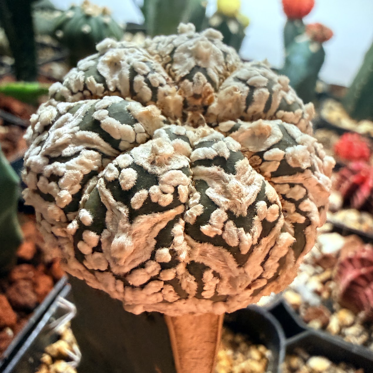 Astrophytum asterias thumbnail 2