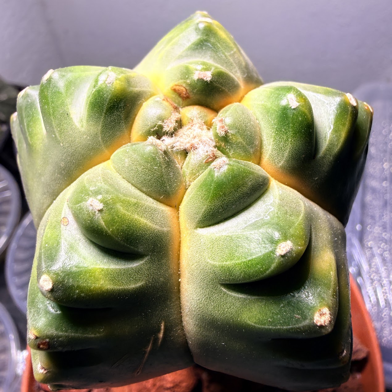 Astrophytum myriostigma thumbnail 2